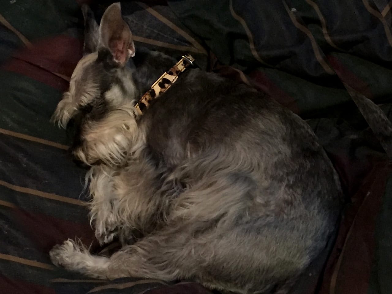 Dog boarding service image