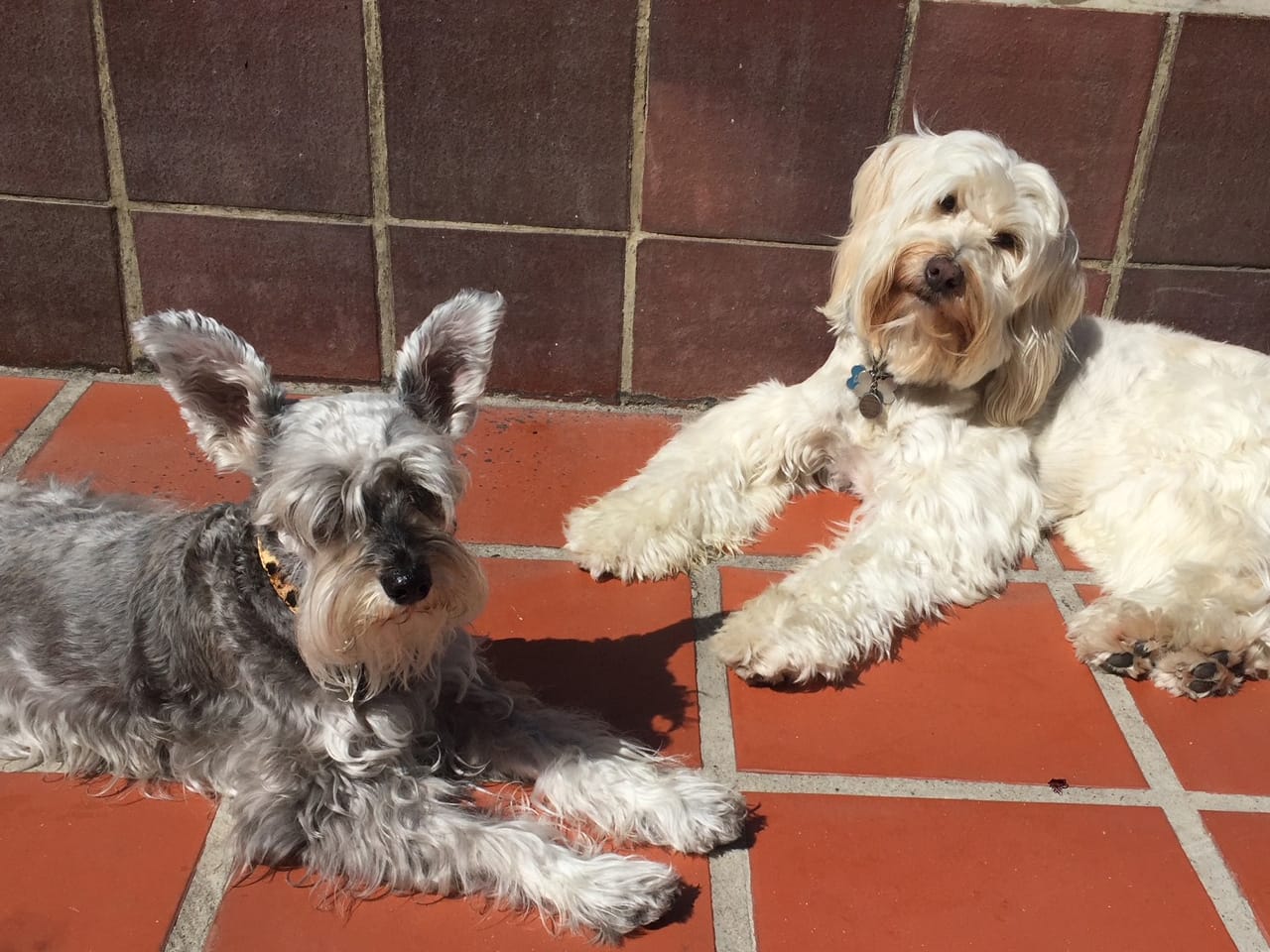 Dog daycare service image