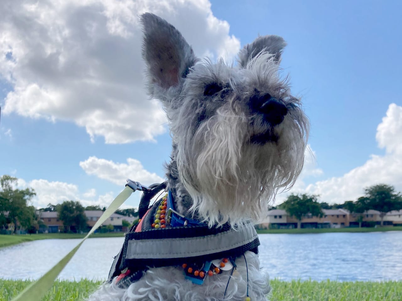 Dog walking service image