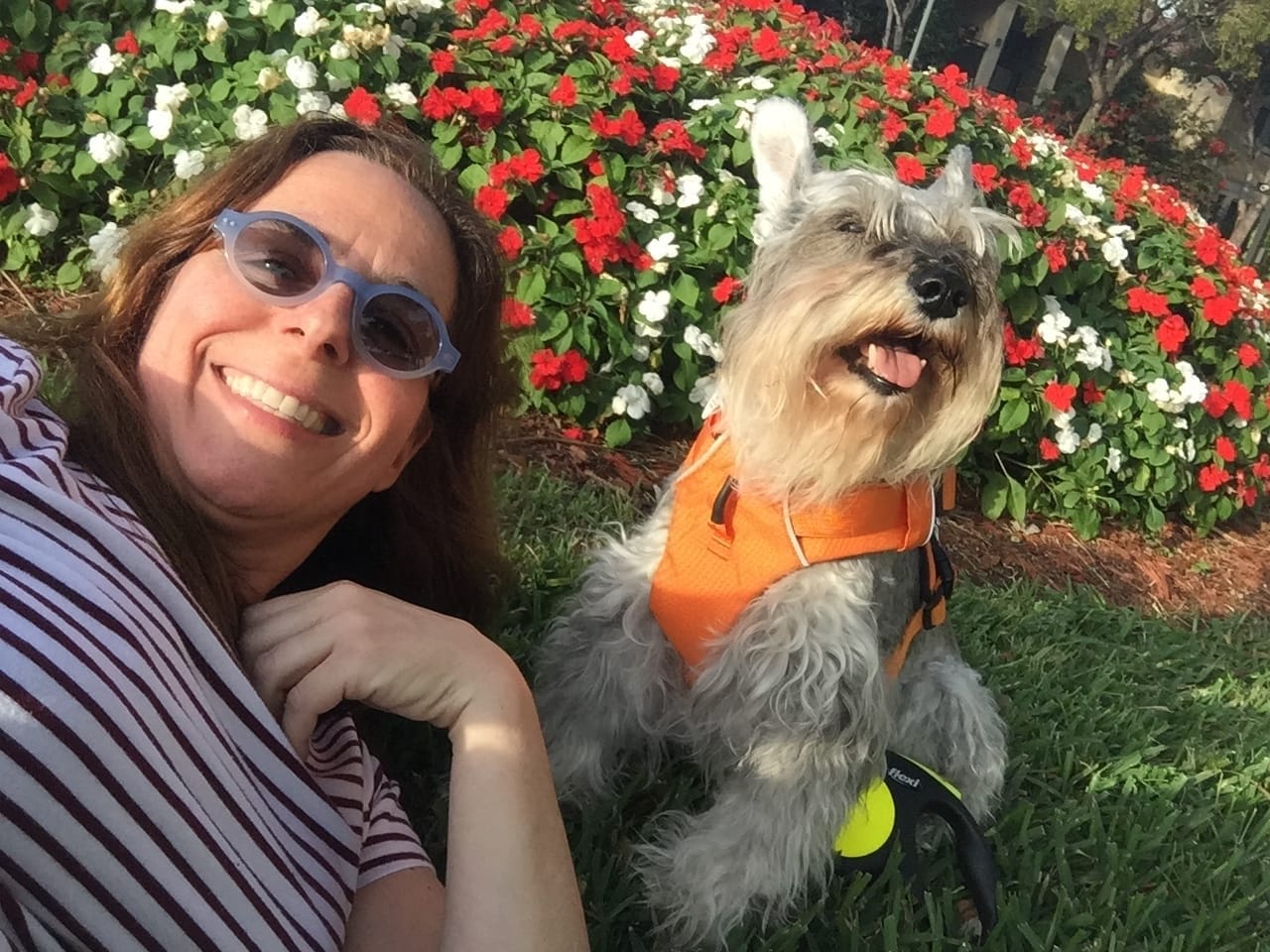 Dog walking service image